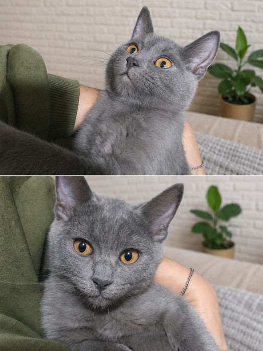 Котята маленькие