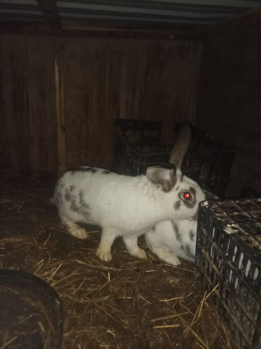 Quyonlar sotiladi bugoziyam samesiyam bor