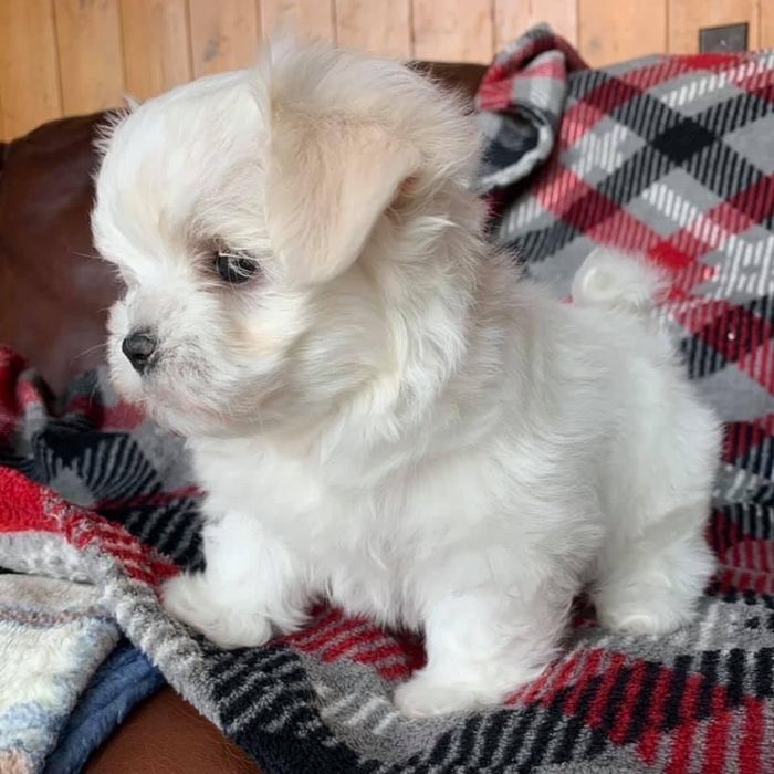 Bichon Maltez Mini Toy - Mascul / Femela, 8 saptamani, carnet de sanatate