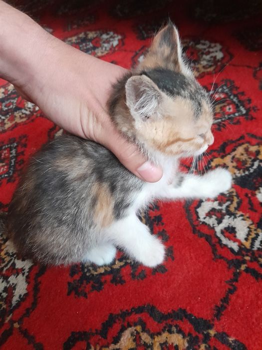 2 ойлик овкат ейди