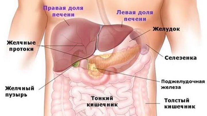 тиббий зулуклар медицинский пиявки