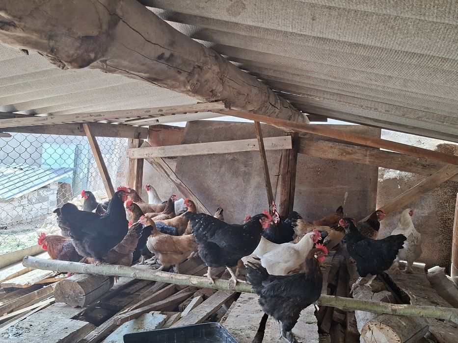 Товуклар сотилади