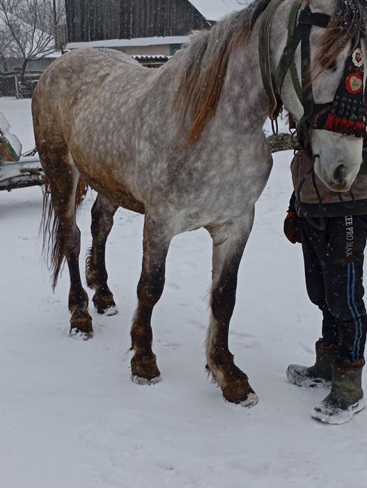 Manz de vanzare 2 ani jumatate