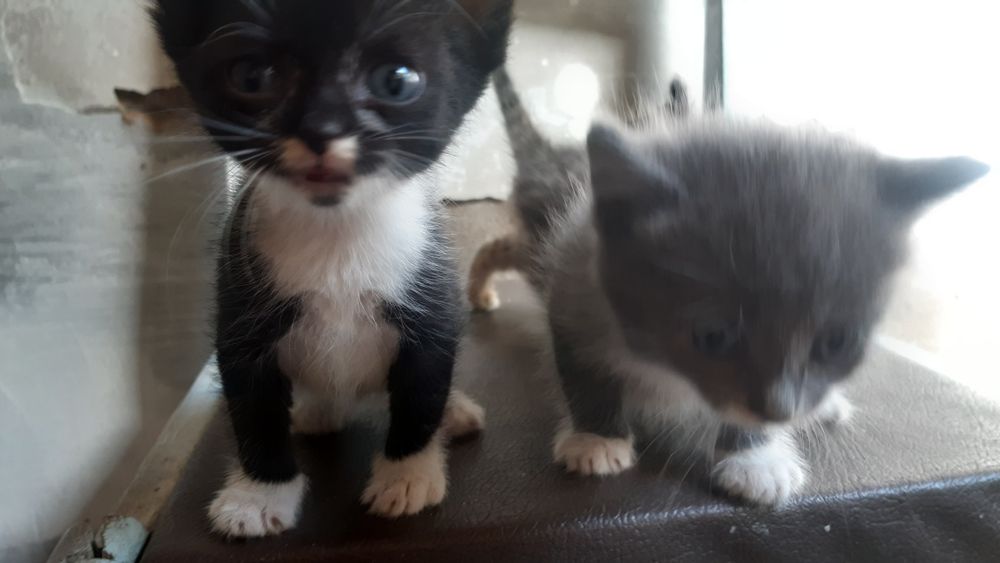 3 котят и мама кошка