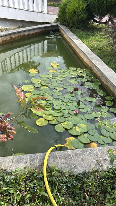 Amenajare, mentenanta acvarii si iazuri