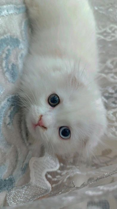 Продается вислоухая кошка