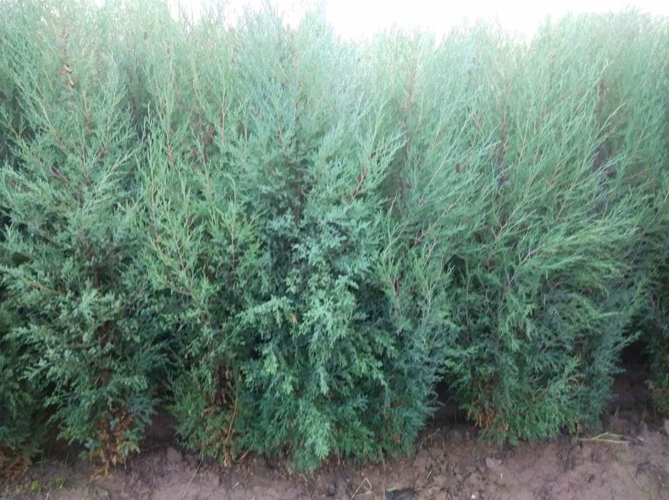 Archa. nomi majvenik