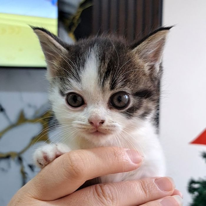 Манчкин-крошки котята