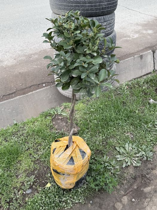 Гул Ва мева кучатлари