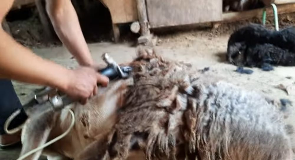 Qoʻy qirqish qoʻy junini olish Mashinkada Mcy 200