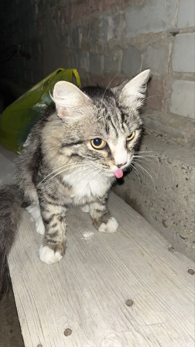 отдам котенка мальчик