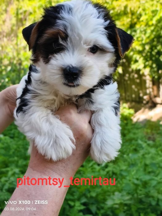 Малыши бивер-йорк