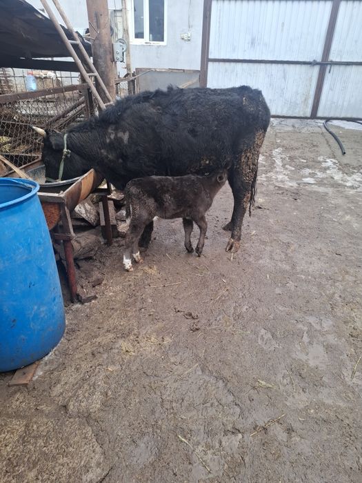 Еки бас бузаулы кашарлар