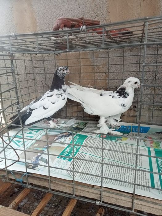 Продаются голуби
