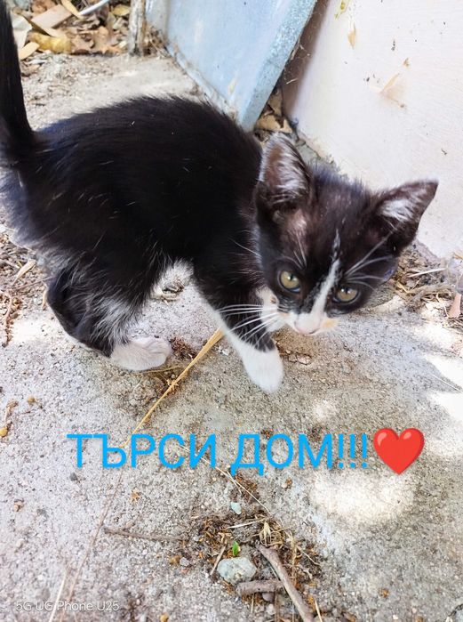 Малко момиченце търси дом.