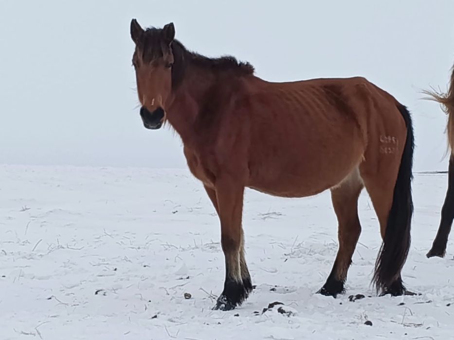 Бие сатылады 2 туған, буаз