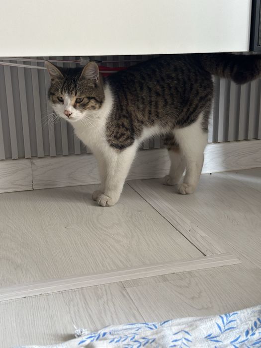 кошка милый шустрый