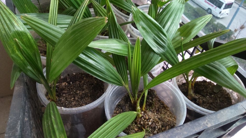 Предлагам малки студоустоичиви палми - 10 бр за 60 лв Tрахикаптус.