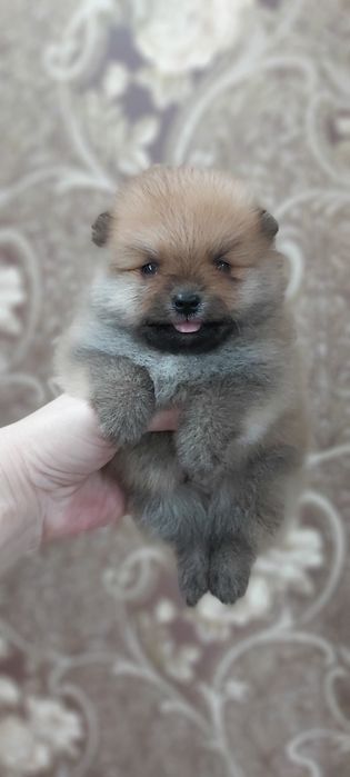 Шпицы девочки и мальчики