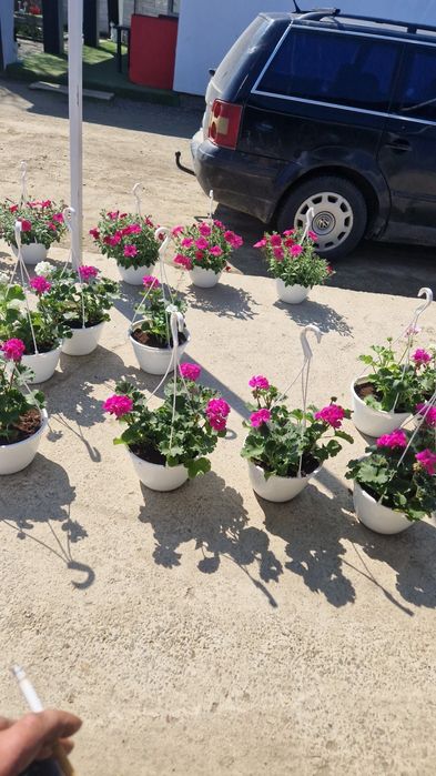 De vanzare Petuni Muscate 0758208858