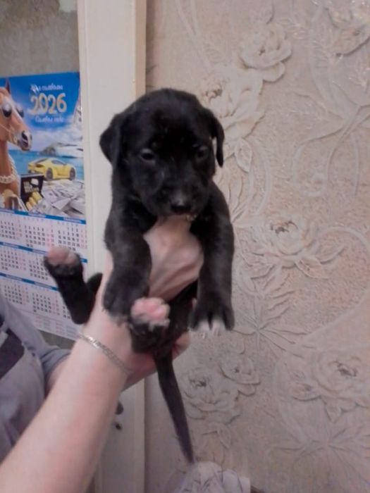 Продам щенков Американский питбуль