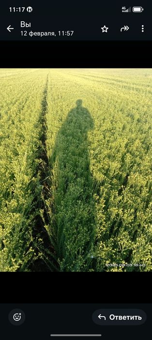 Продам семена льна