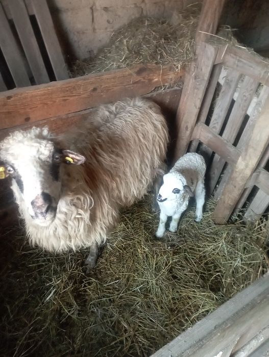 Vand berbec tânăr și o oaie cu miel