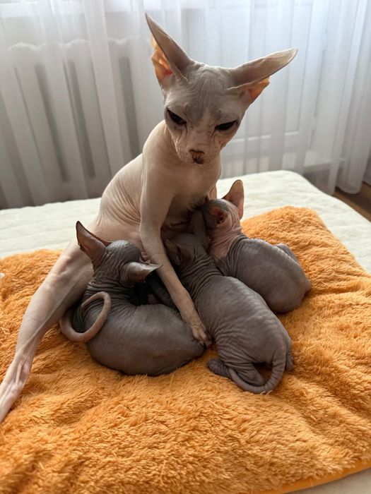 Донской сфинкс котёнок