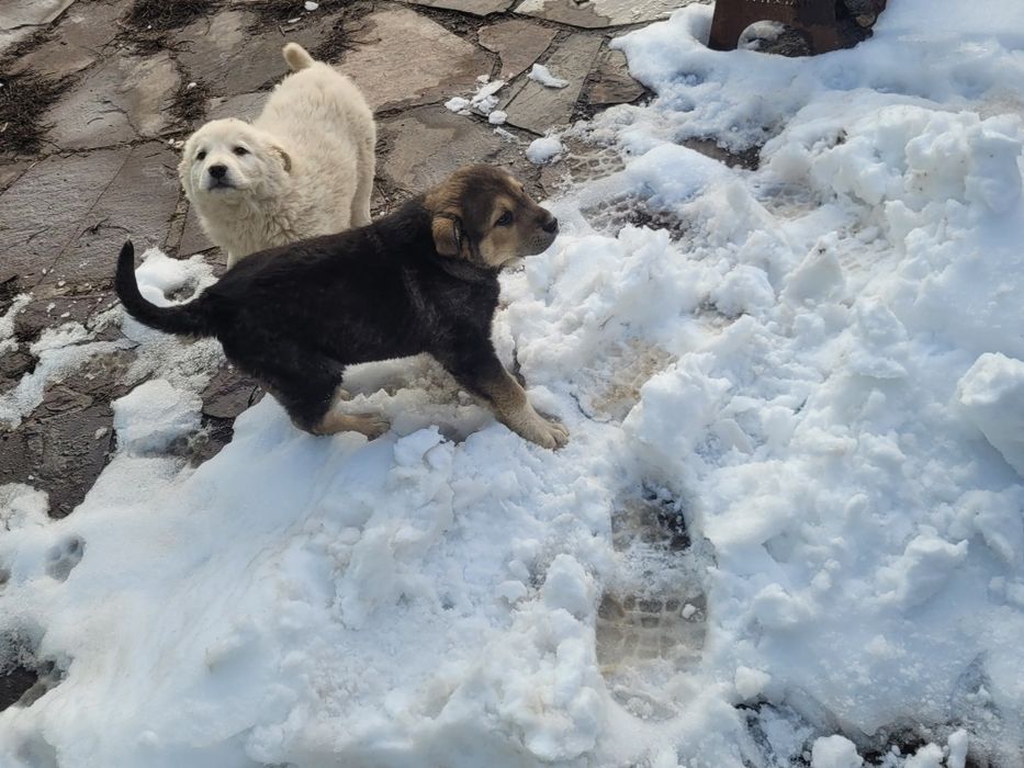 Отдам  двух алабаев шенят