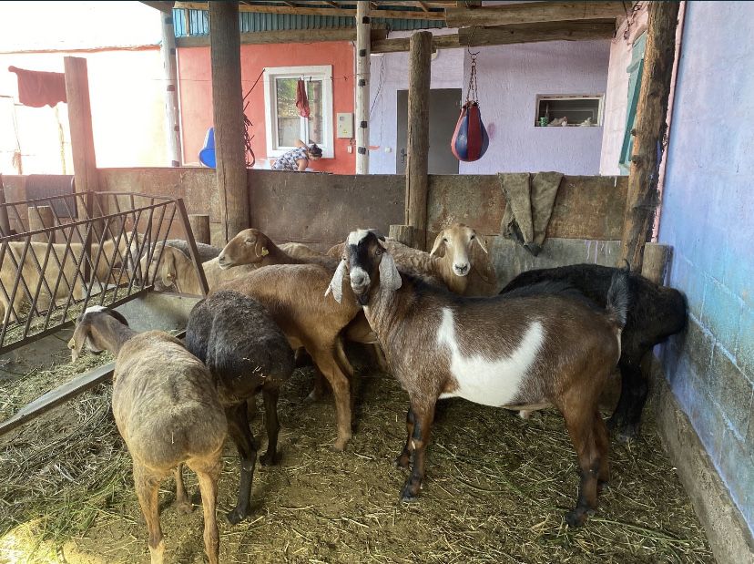 Продам жирных баран