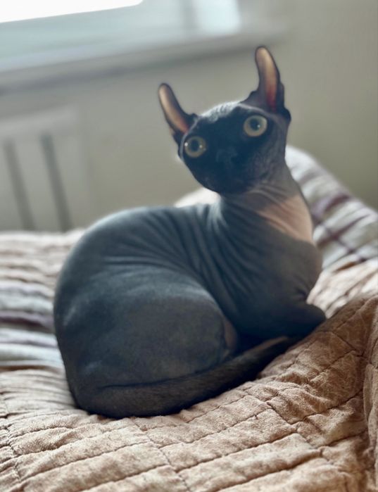 Двэльф Сфинкс красавица