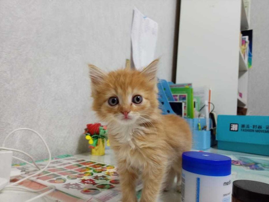 Отдам котят в добрые руки