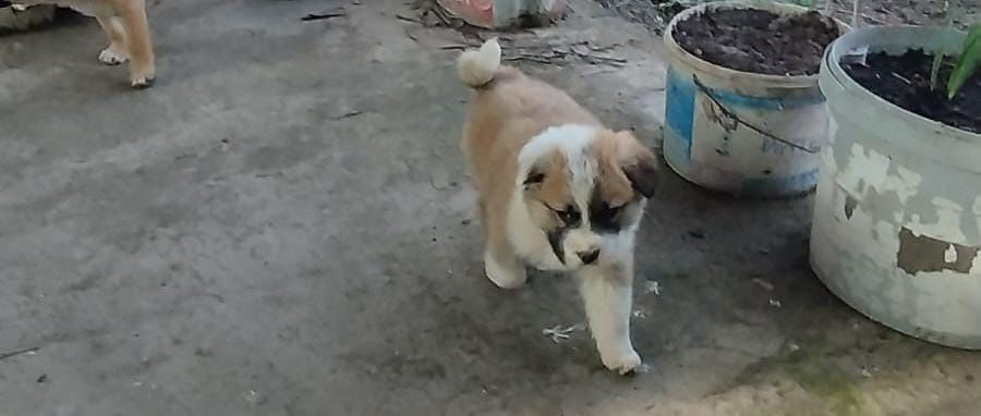 Отдам даром щенят