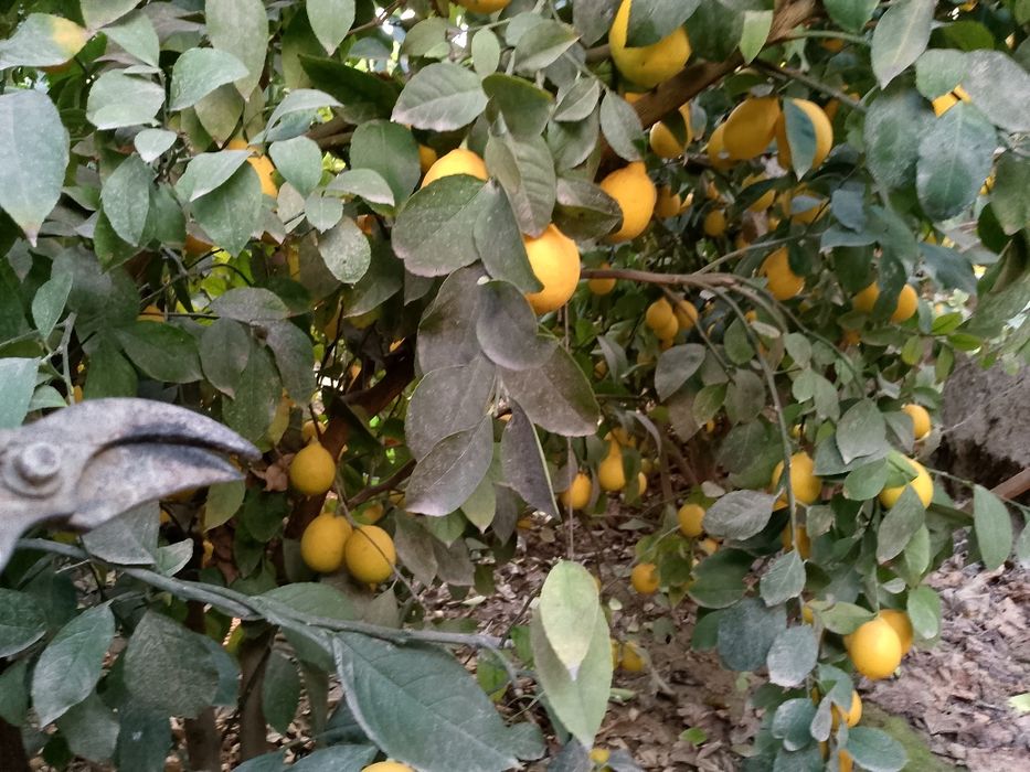 Лимон кочатлар ва мевалари