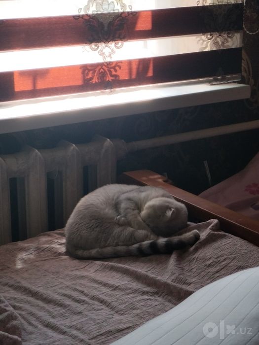 Scottish fold zotidan