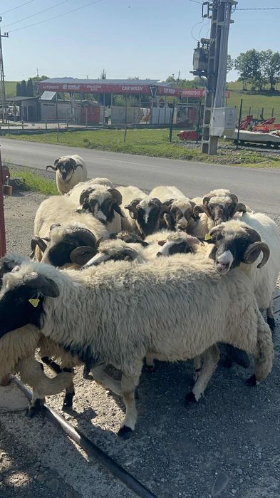 Berbeci brezi de vanzare