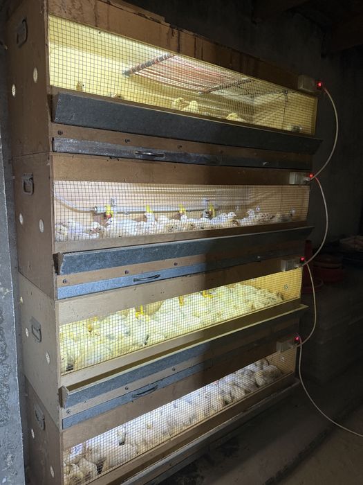 Адлер серебро балапан