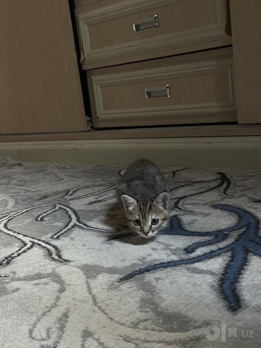 Ласковый котенок ищет любящую семью