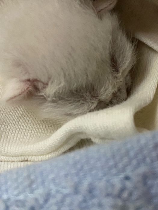 ищем кормящую кошку