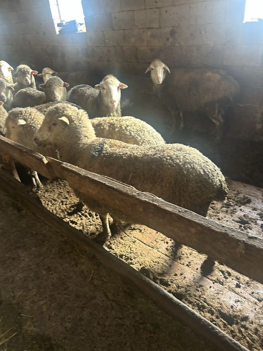 Семіз қойлар сатылад