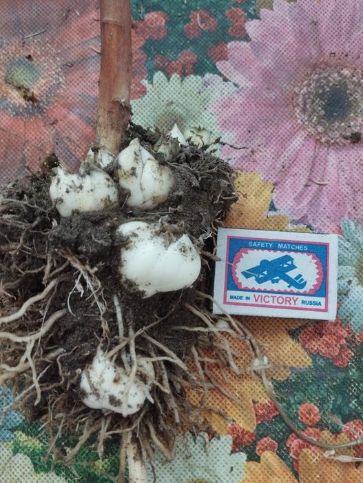 Продам луковицы лилии