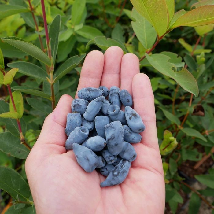 Камчатка ягода в саксия