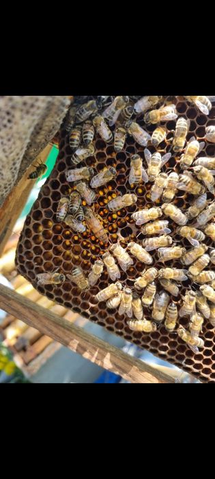 Miere naturala salcam, rapita, floarea soarelui