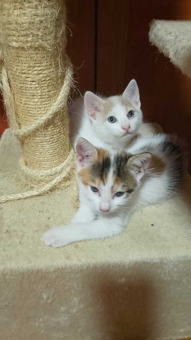 Pisici cauta familie