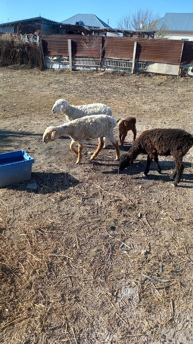 Қойлар 3 бас біреуі қозымен сатылады