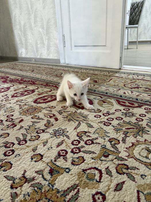 Котята в хорошие руки