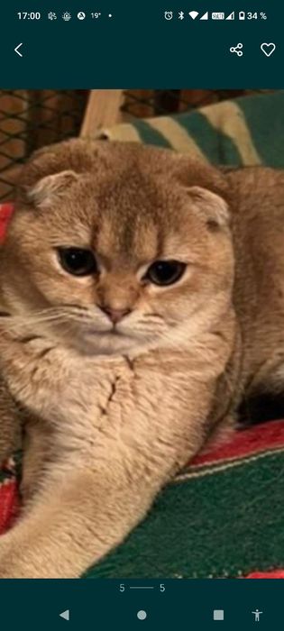 Котята золотая шиншила
