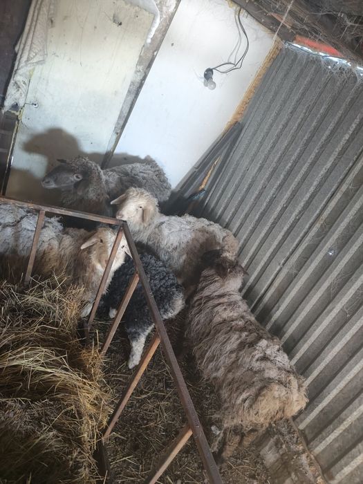 1 козылы кой 110000т 2 токты семиз