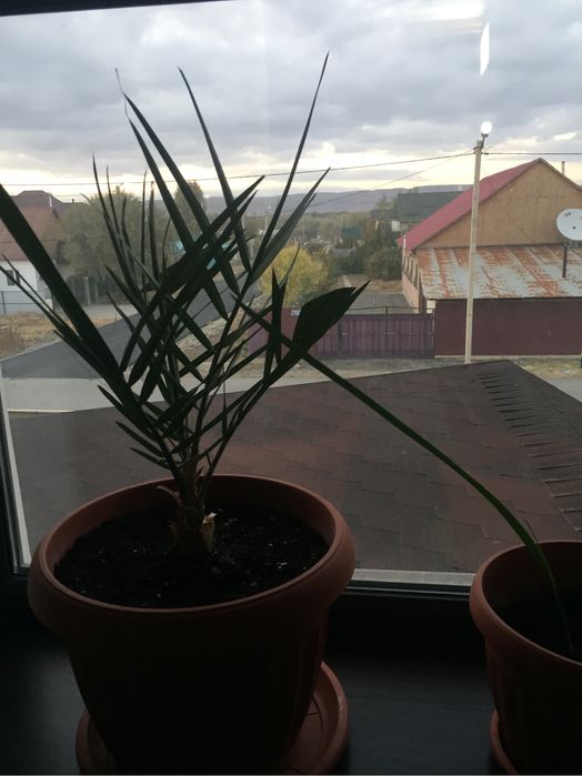 продам цветы комнатные