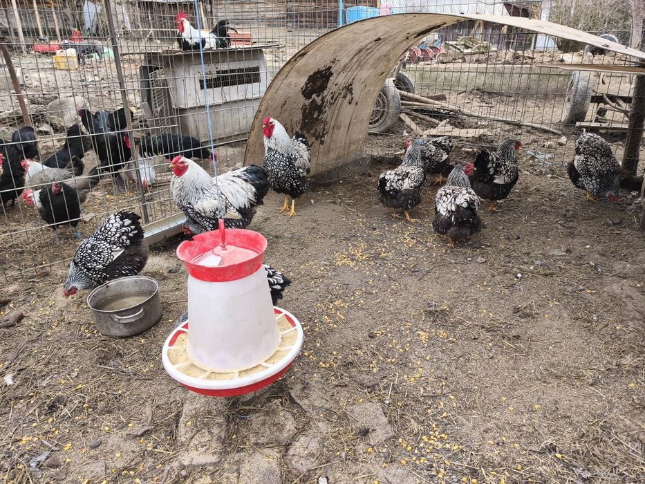 Pui de găină diferite rase